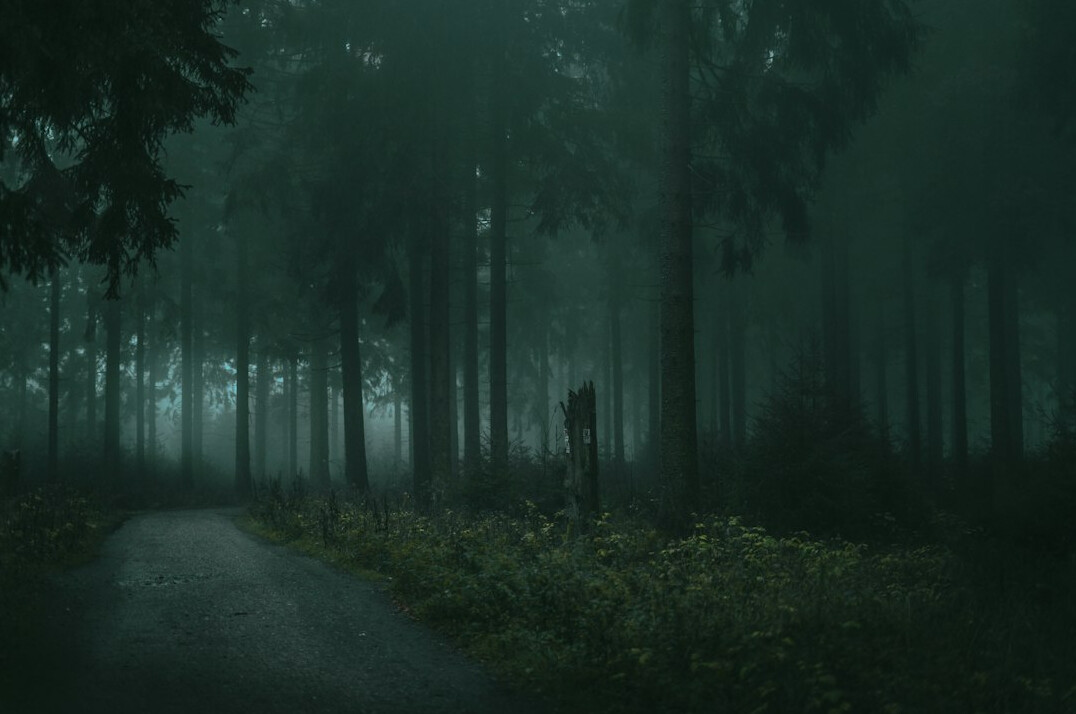 dark mysterious forest