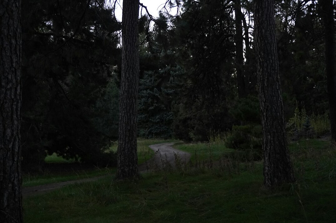 dark forest path at night