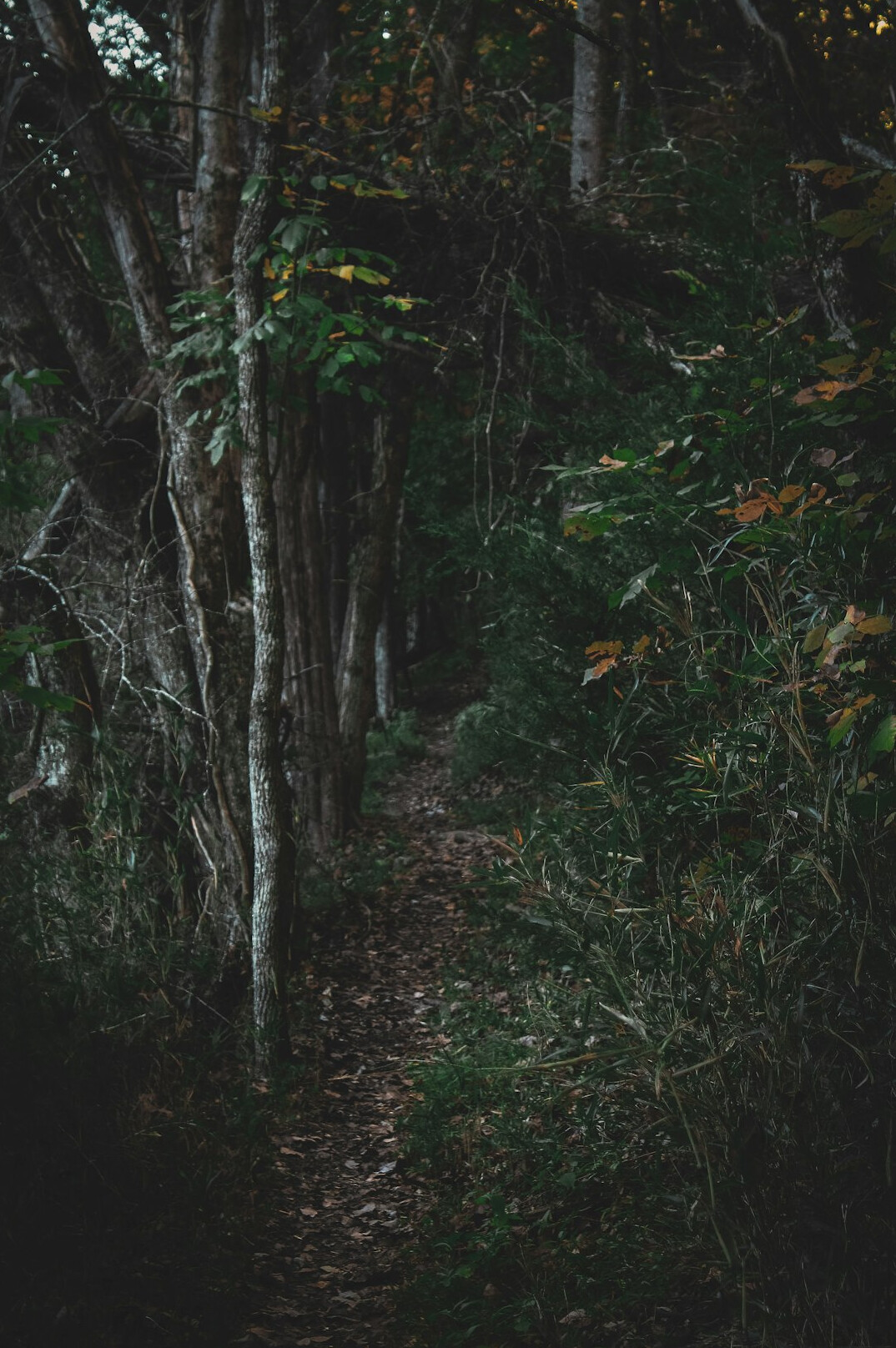dark forest path at night